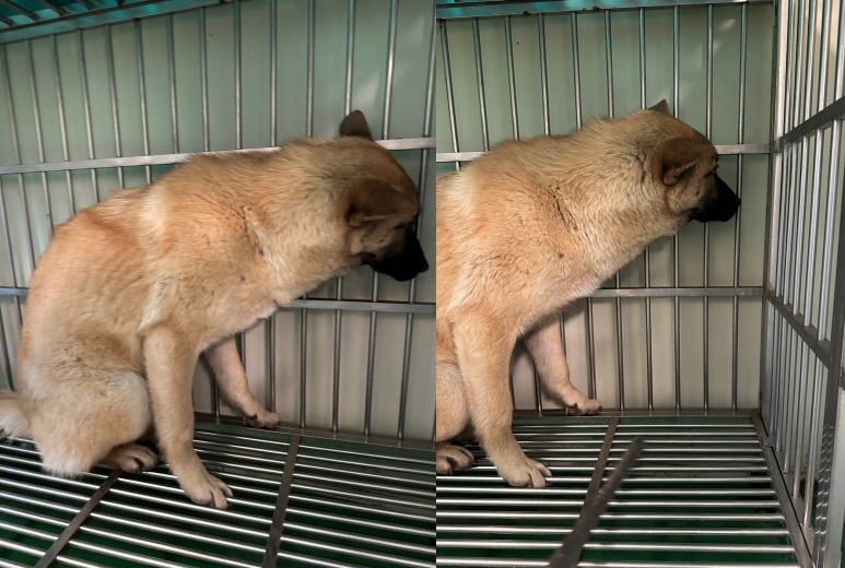 누리동물병원_426335202300038
